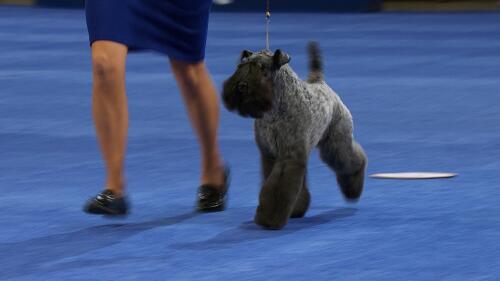 nbc_dog_kerryblueterrier_231121.jpg