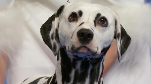 nbc_dog_dalmatian_231120.jpg