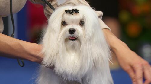 nbc_dog_maltese_231120.jpg