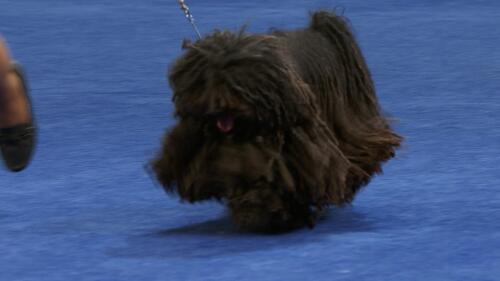 nbc_dog_puli_231121.jpg