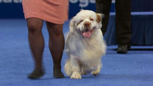 nbc_dog_clumberspaniel_231121.jpg