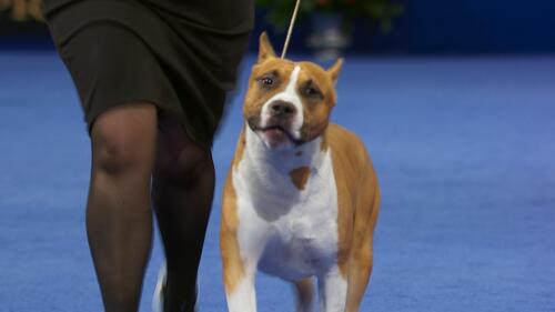 nbc_dog_americanstaffordshire_231121.jpg